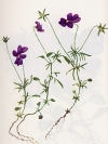 Vegetazione spontanea Viola dubyana